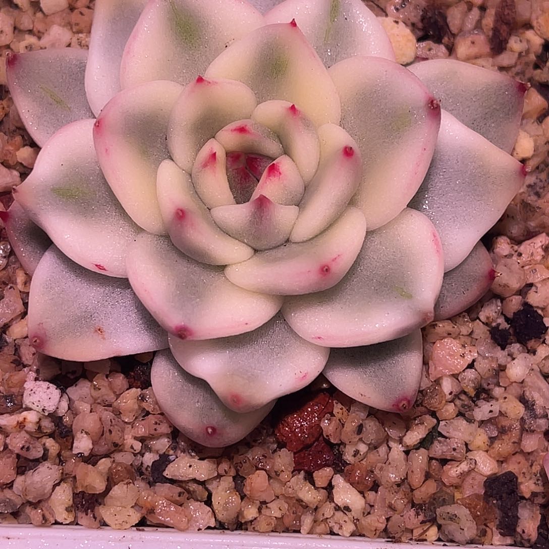 尚品园艺夏洛斯通锦