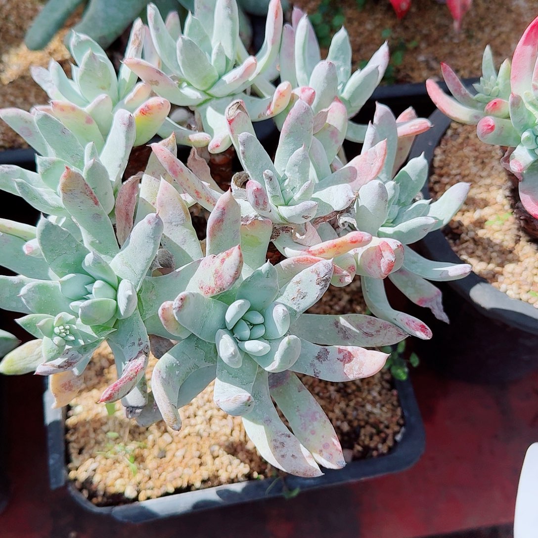 9240阿金尼仙女杯多肉