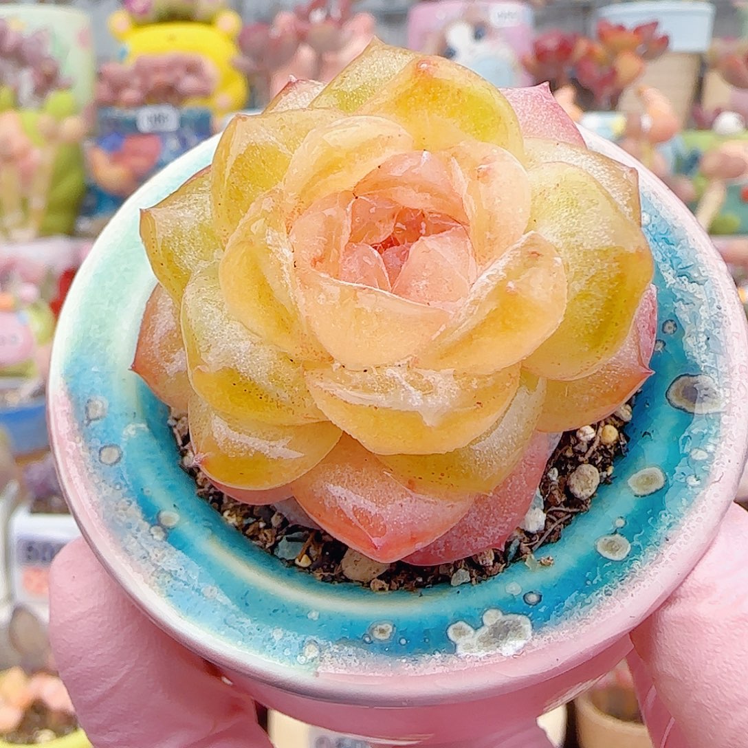 L 糖心粉钻 盆口4cm