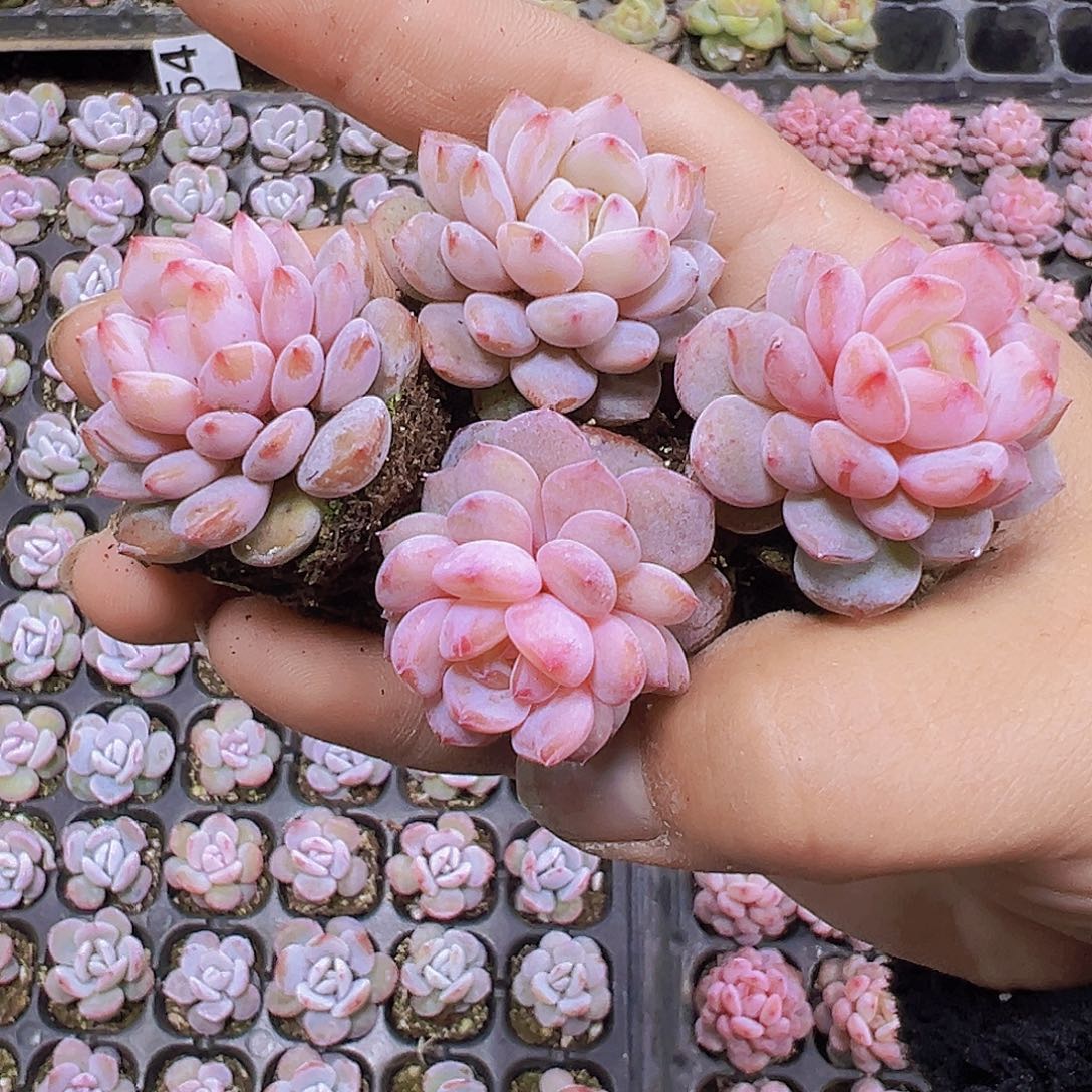 星星橙苗5个19包邮多肉