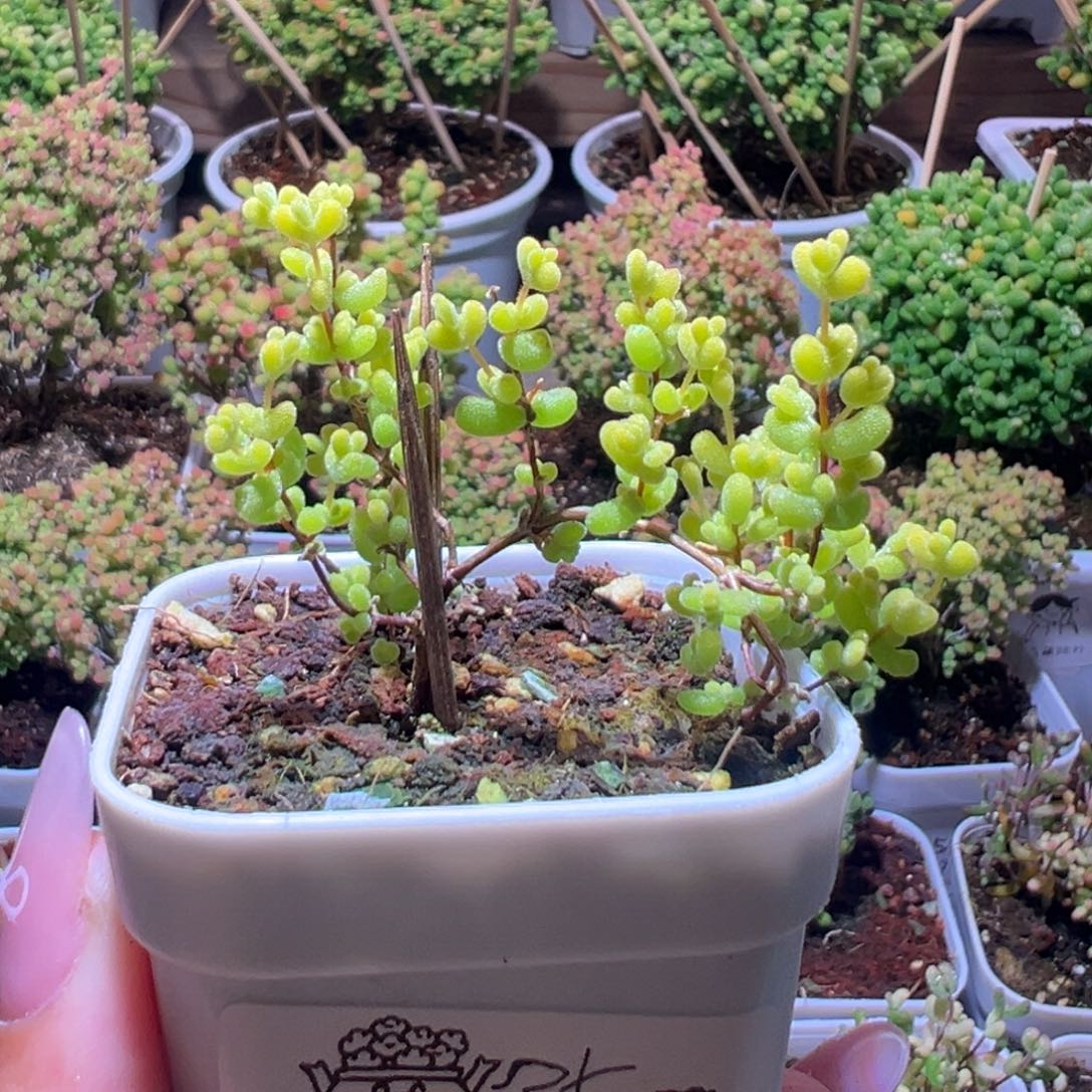 388莱斯锦一物一拍带盆土发货