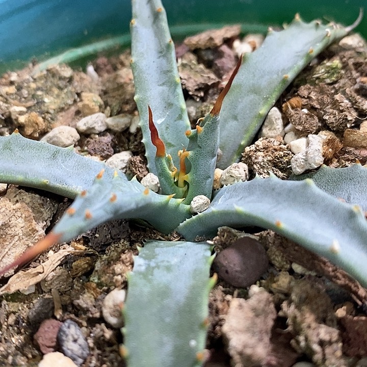 孤品实生eb曲刺妖炎生长点发力曲刺