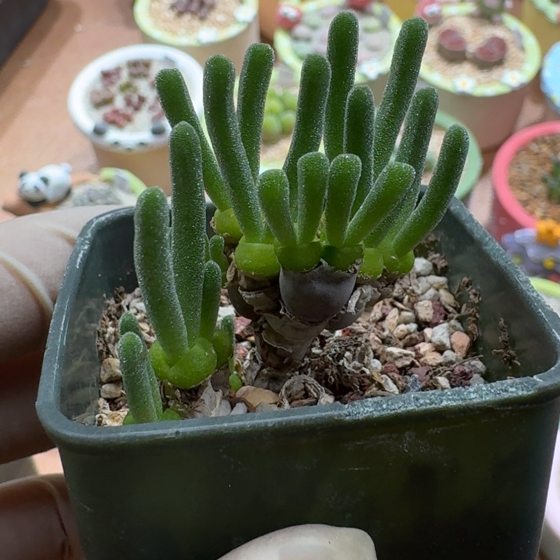 煮***茶1223-069小兔子碧光环