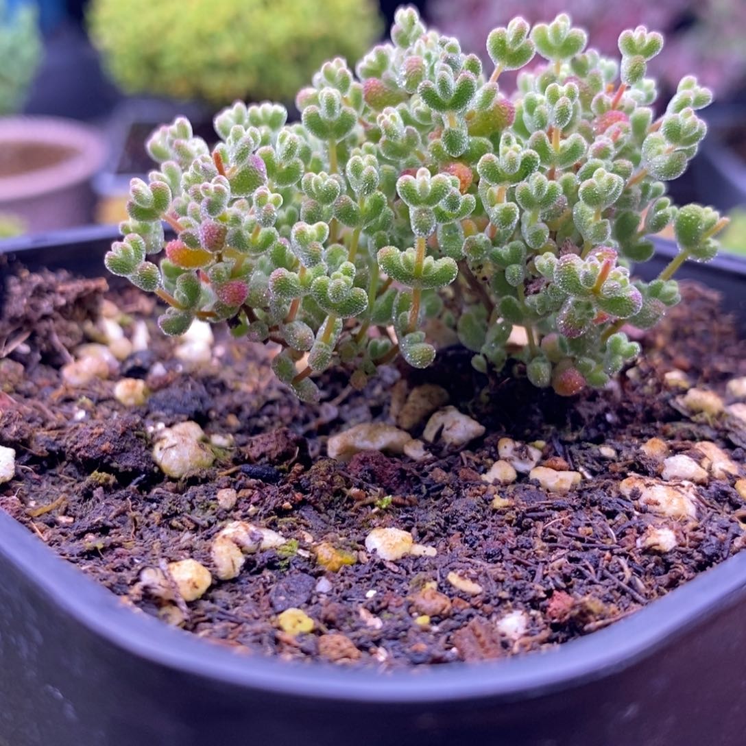 125莱斯虎斑。       