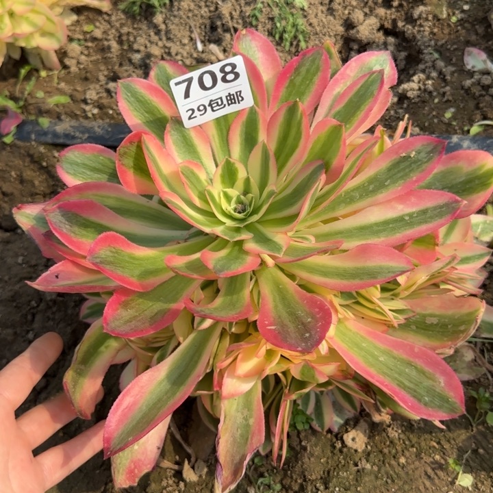 香妃……多肉植物……