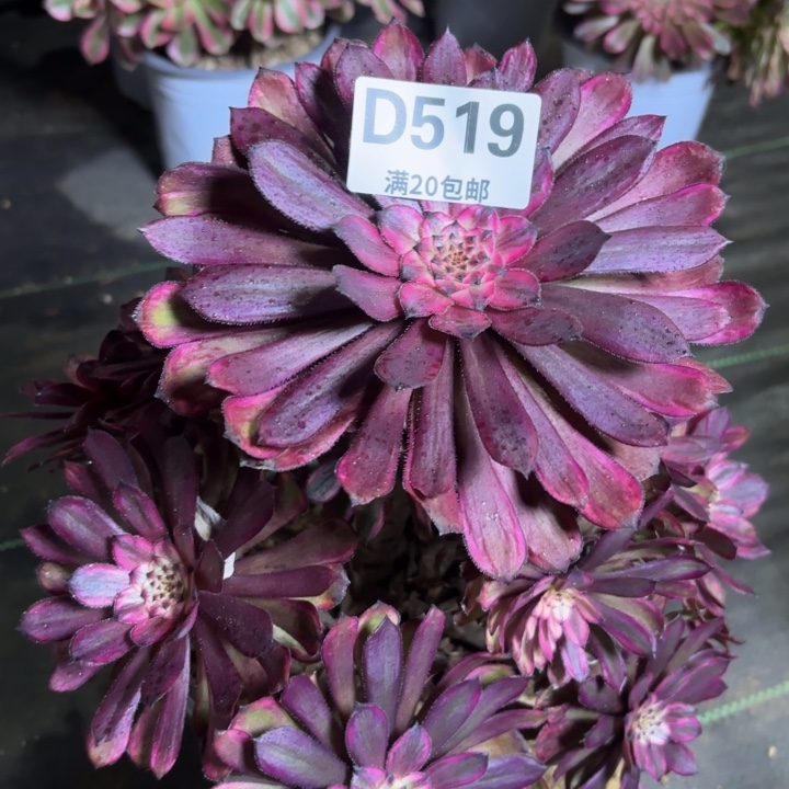 瑞妈一物一拍519