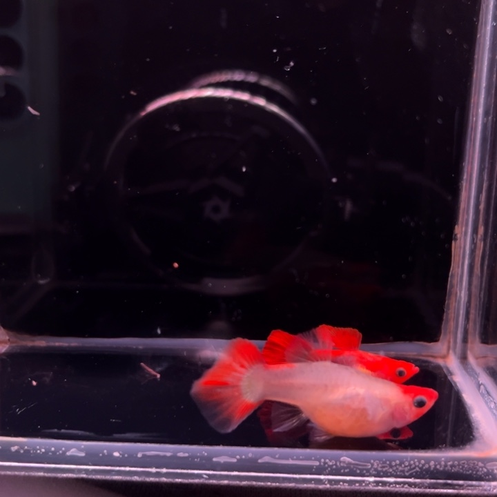 海水鱼深海蓝玻璃猫1对