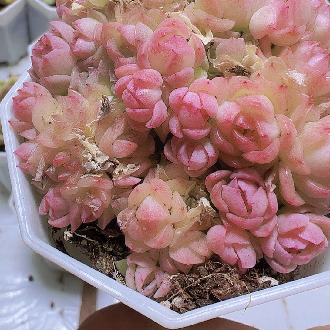 粉麦秆19包邮多肉里