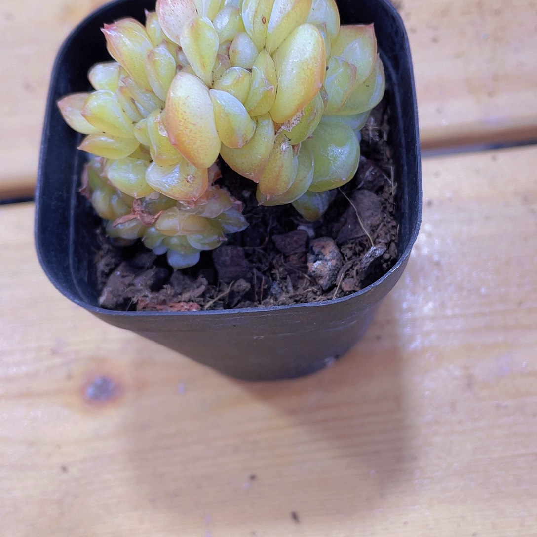 1470号 绿透珍妮缀化