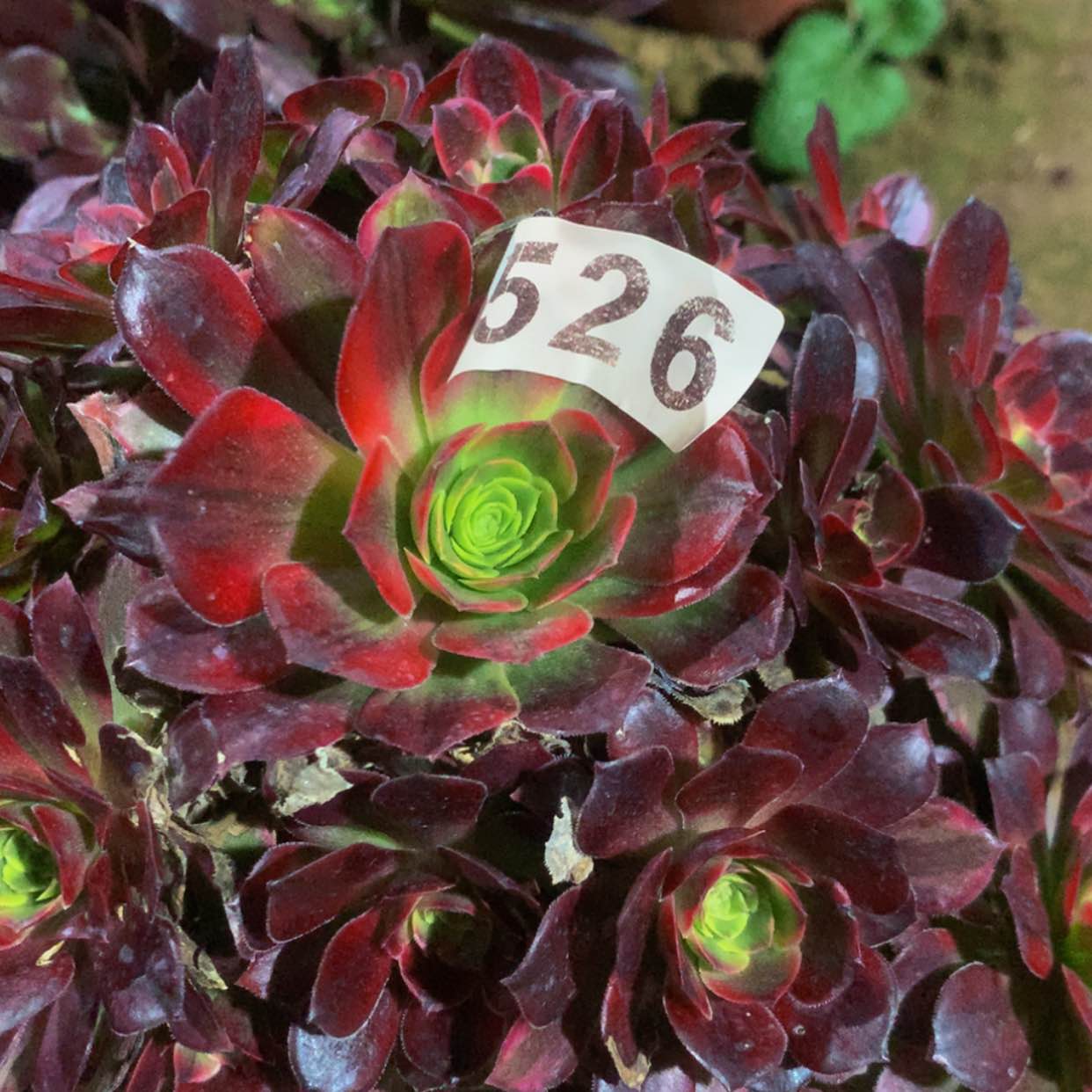 【闪购商品】526安娜多肉