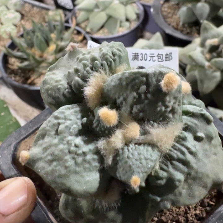 0696栗源怒涛仙人球