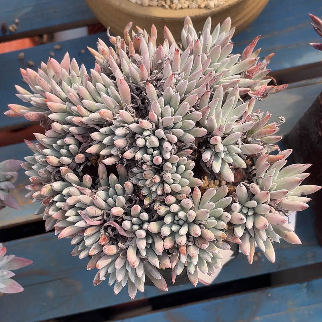 大老桩千寿姬11638