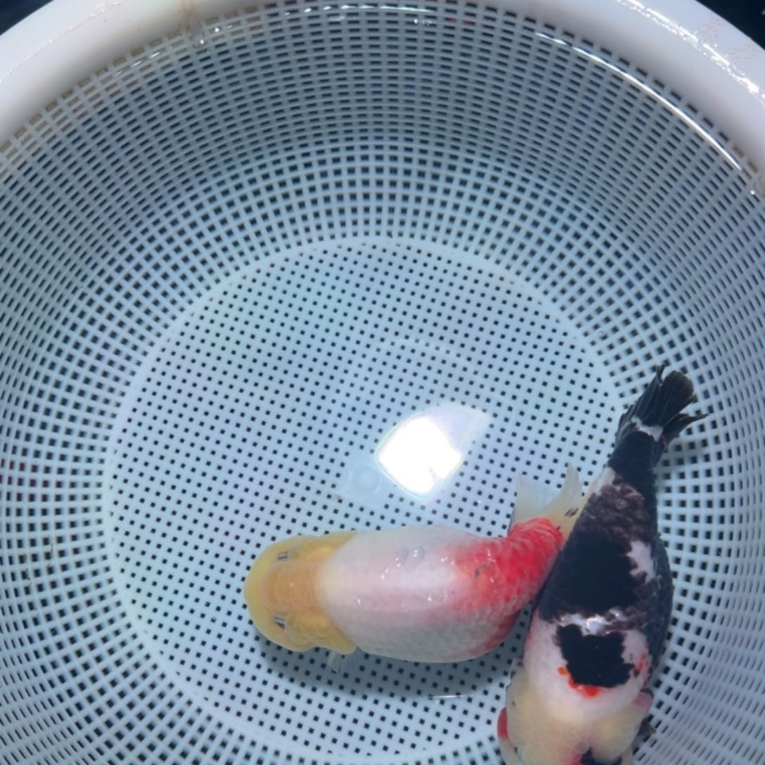 、***三海水鱼潘氏金鱼兰寿金鱼