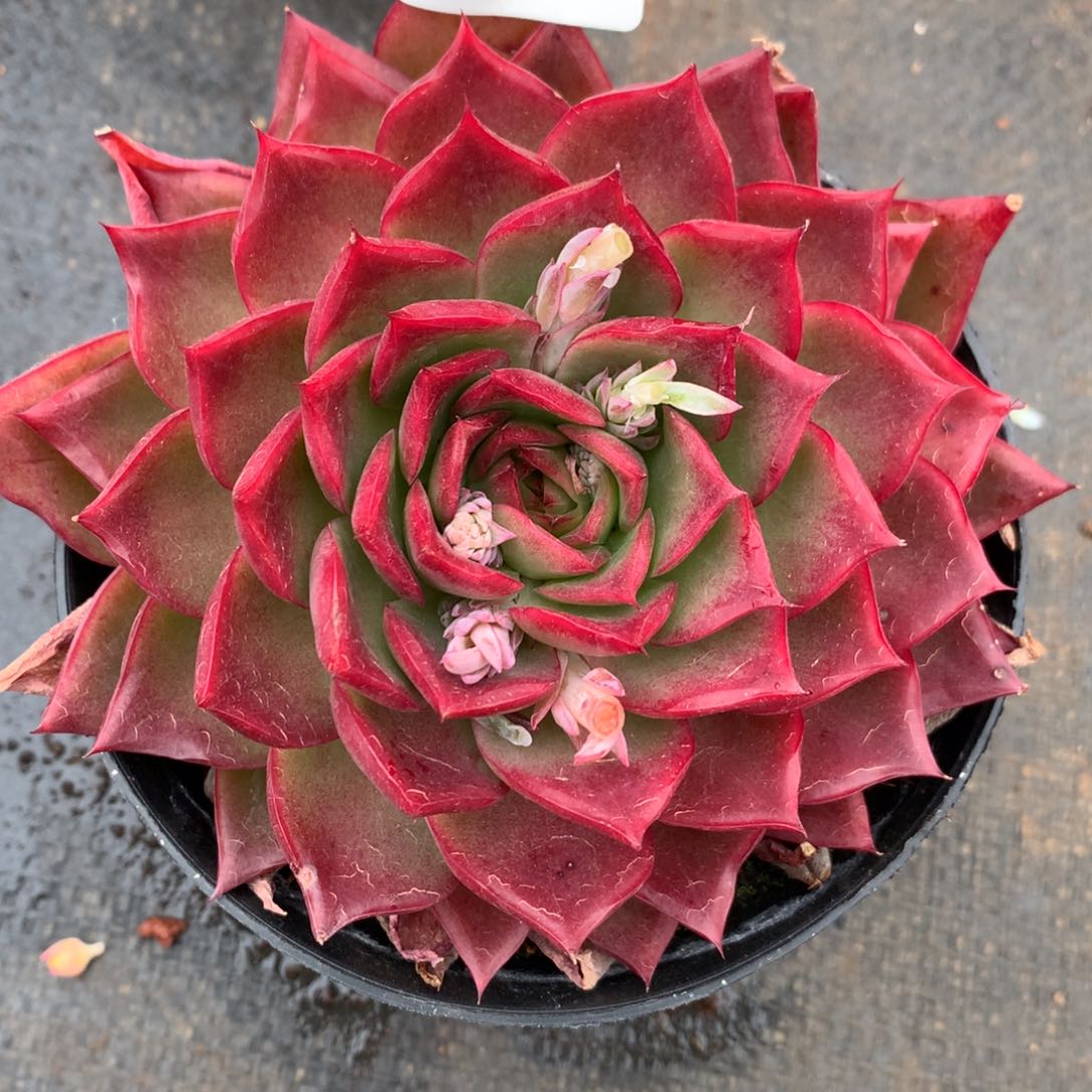 2817杂交多肉老桩