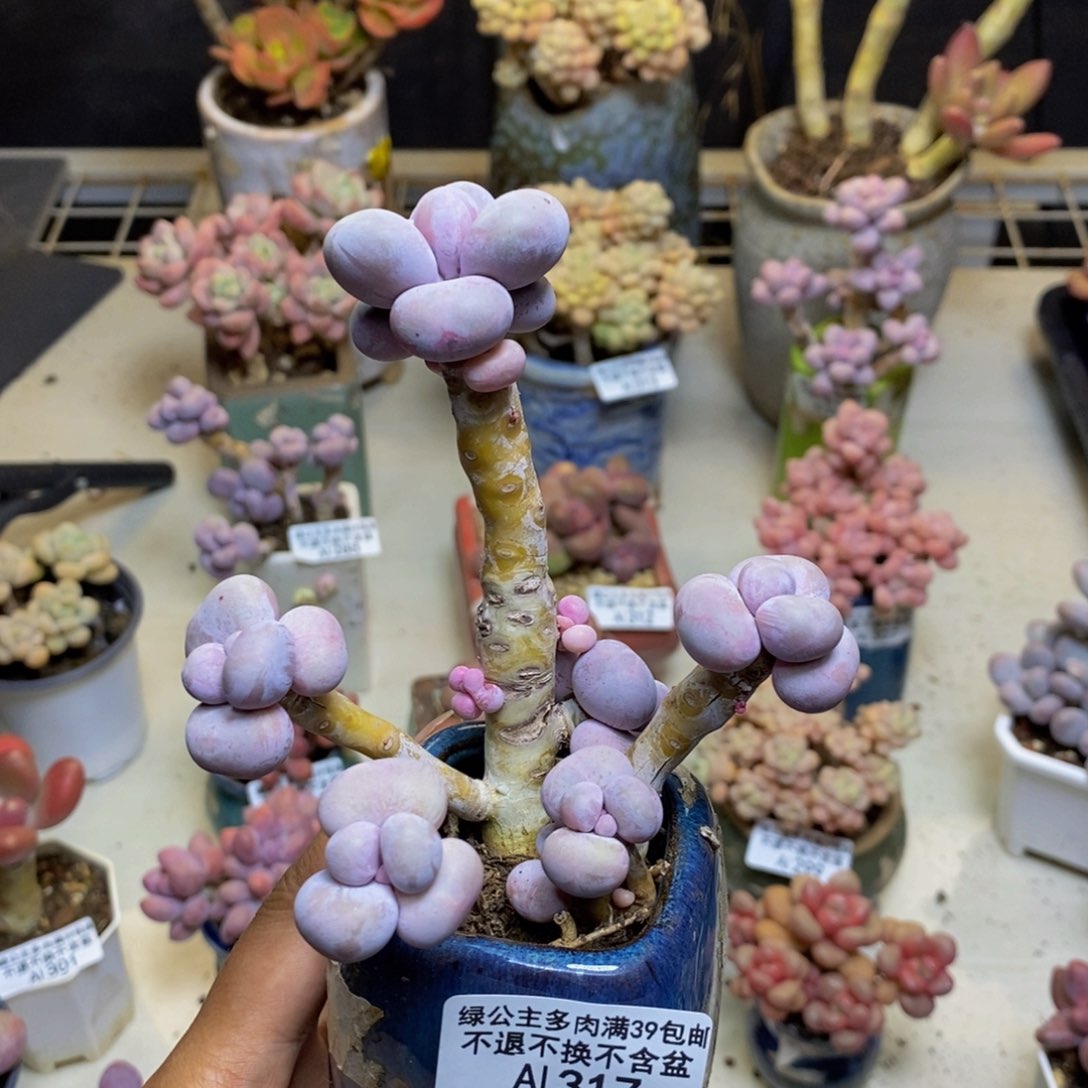 317芭比奶多肉7c m