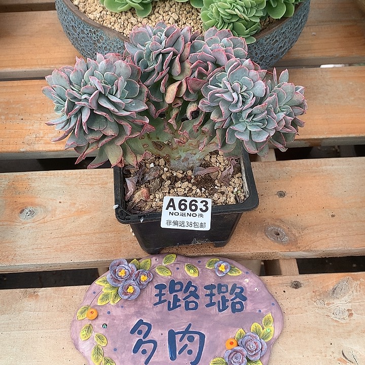 霞光缀化  全场8折 需延迟发货