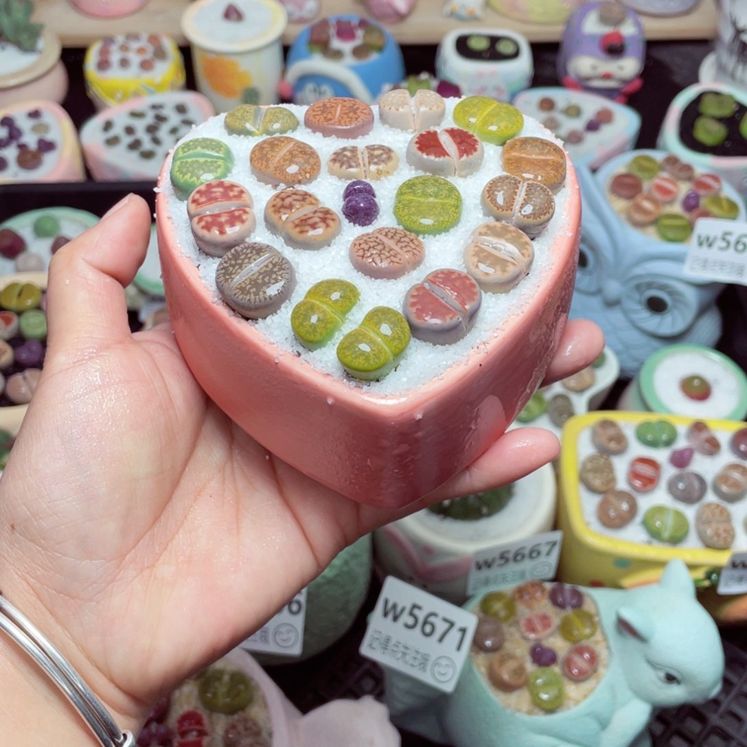 w5672 -零下地区拍保温箱-15支持寄养