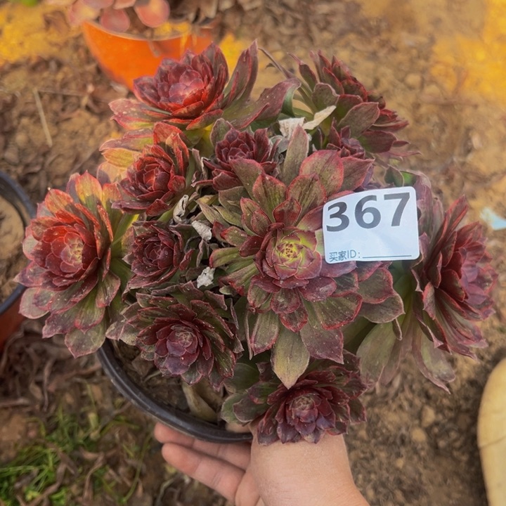 红霞多肉植物367