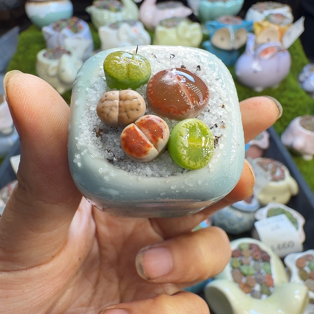 多肉植物福利冲585