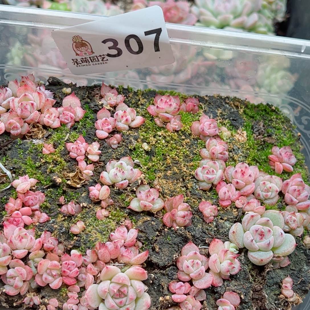 多肉植物多肉植物