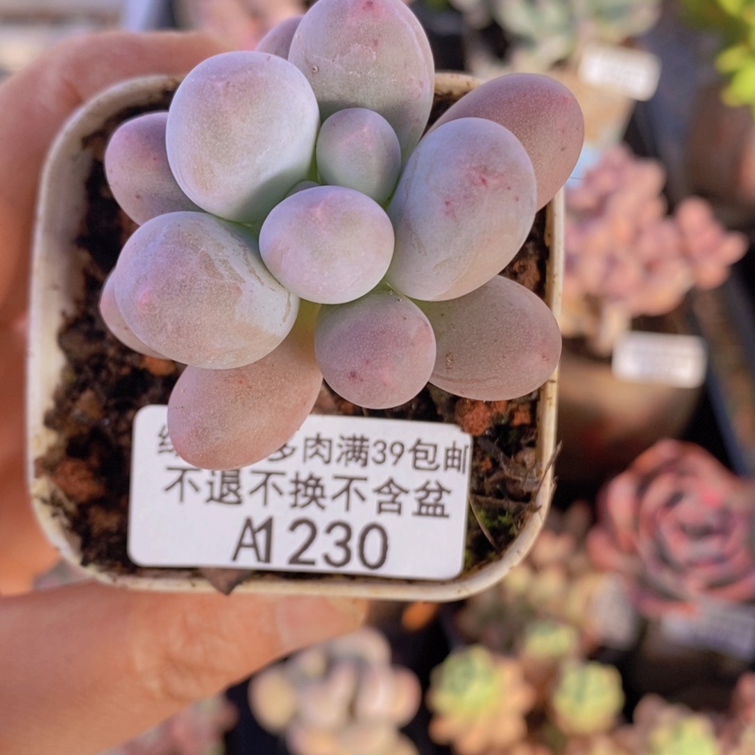 粉红泡泡单头230多肉植物