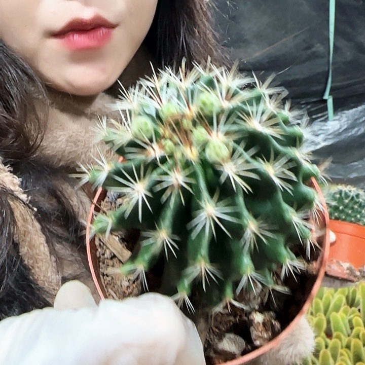绿花龙王1111111