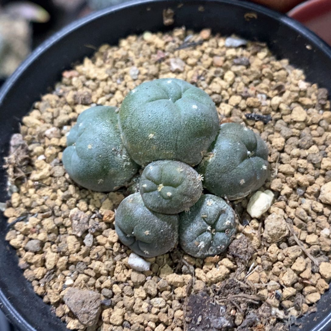 孤品实生自然多头6头海鲜福利仙人球