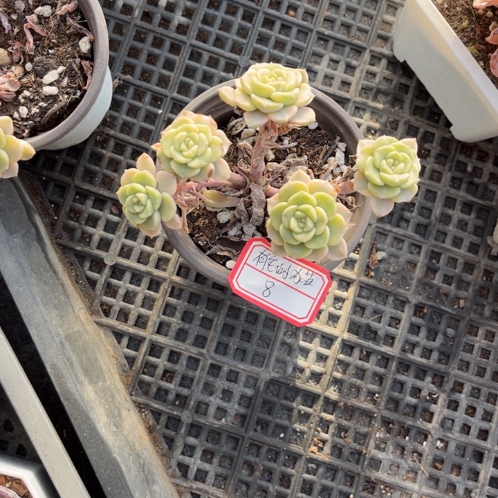 有***猫没有名字。，，，，，，，