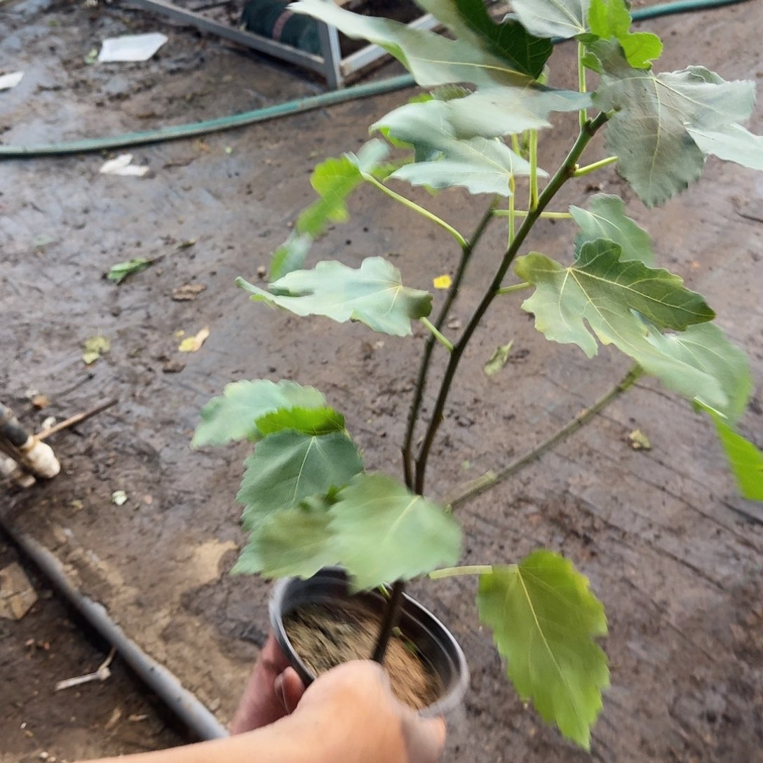 不开花植物无花果波姬红一颗