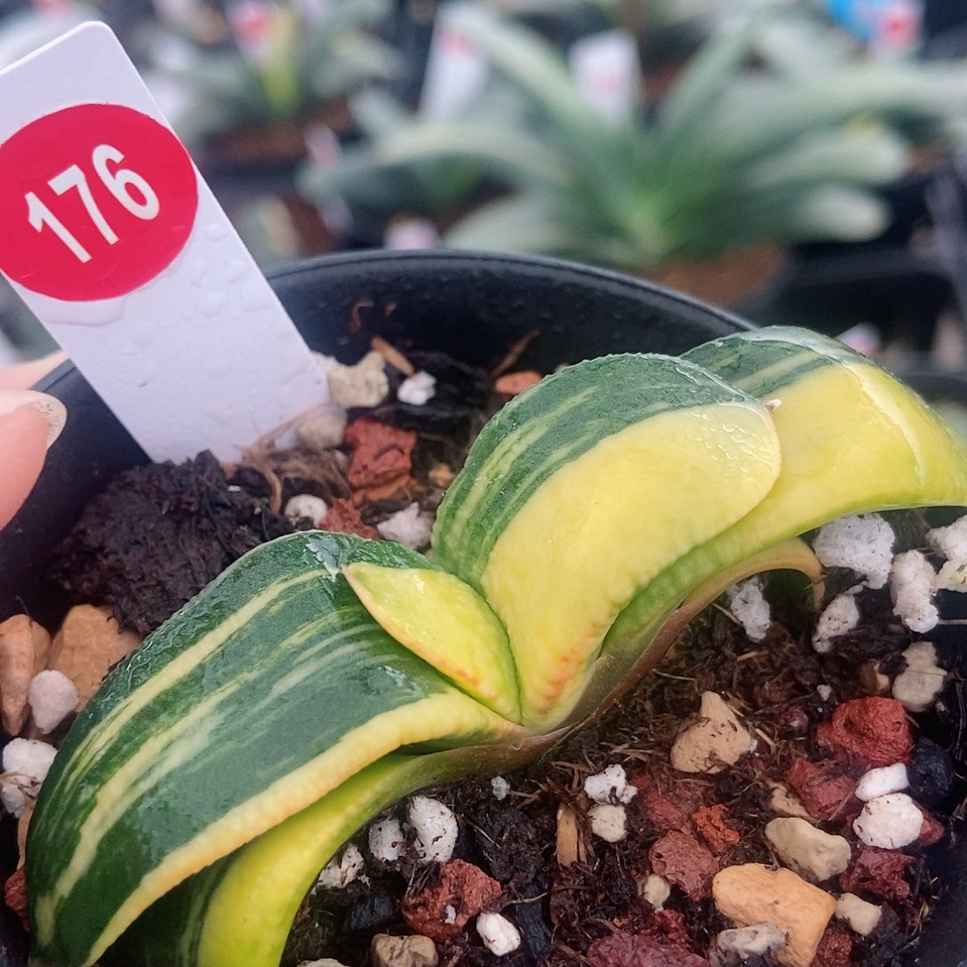 176卧牛实生带盆发货