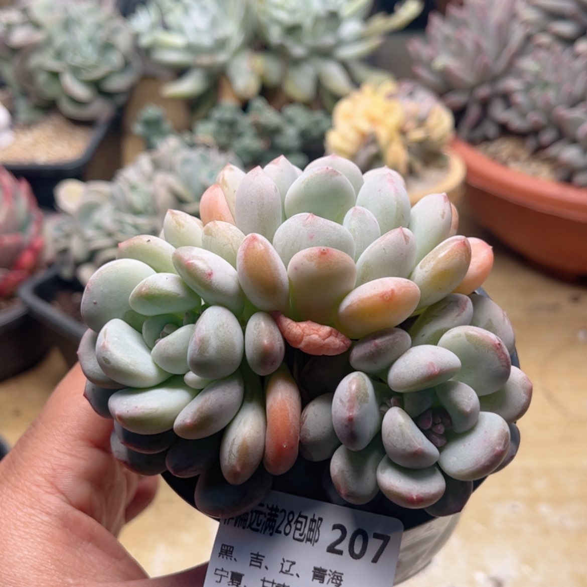 【闪购商品】207冰兔
