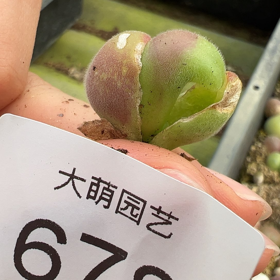 一物一拍。     678