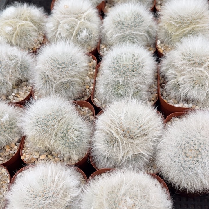 无刺丽光殿好养皮实好活