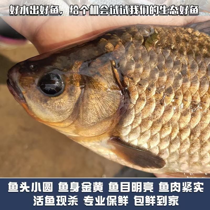送翘嘴【大-中-小号鲫鱼】宰杀（去鳞、去鳃、去内脏）