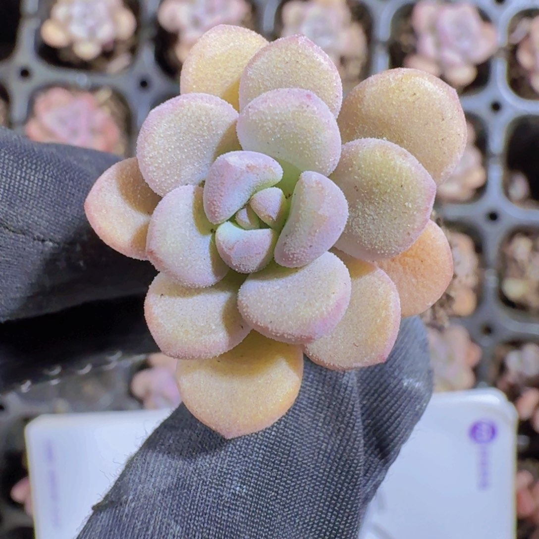 精品香芋团两米三颗