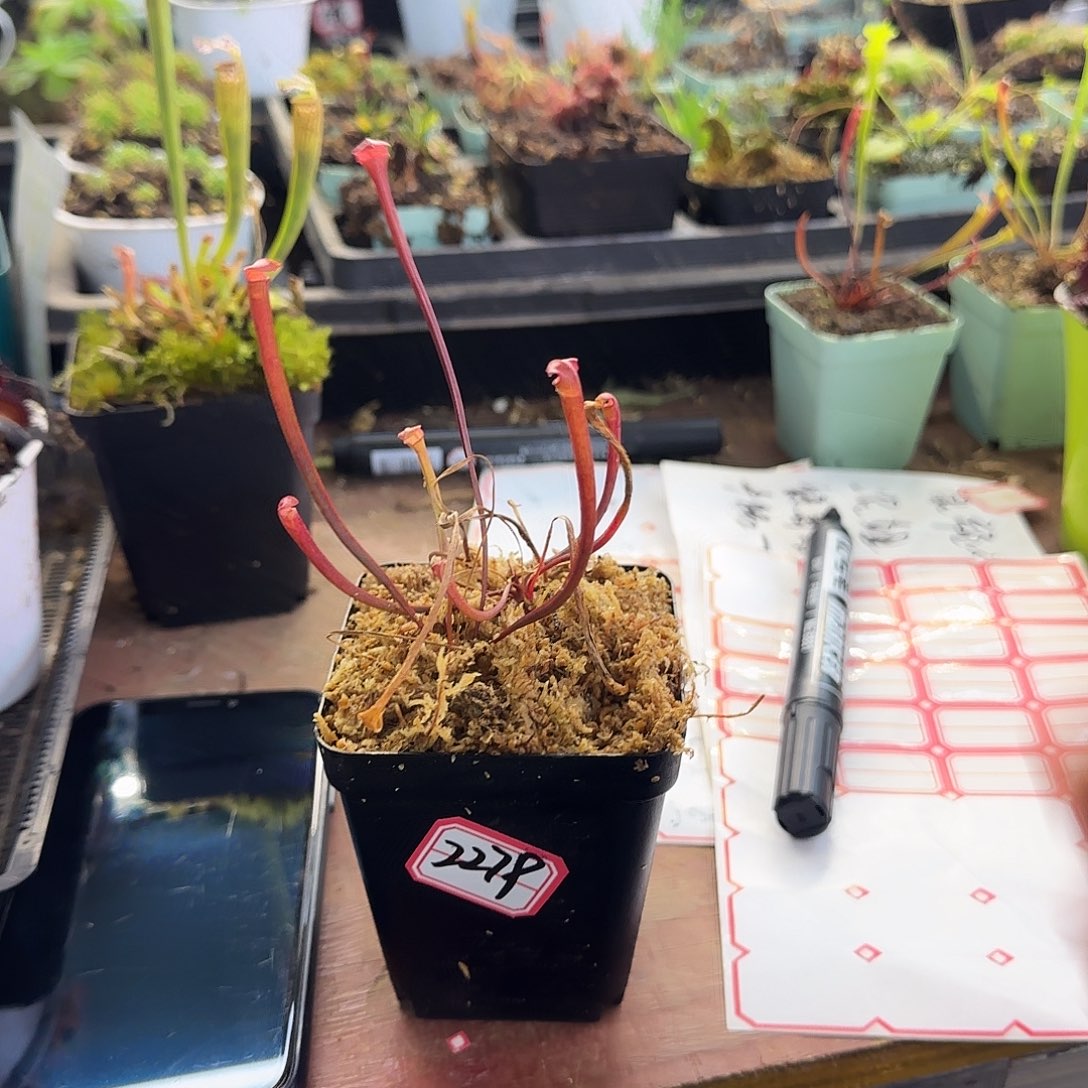 傻***缺完全开放Lagacy遗迹瓶子草