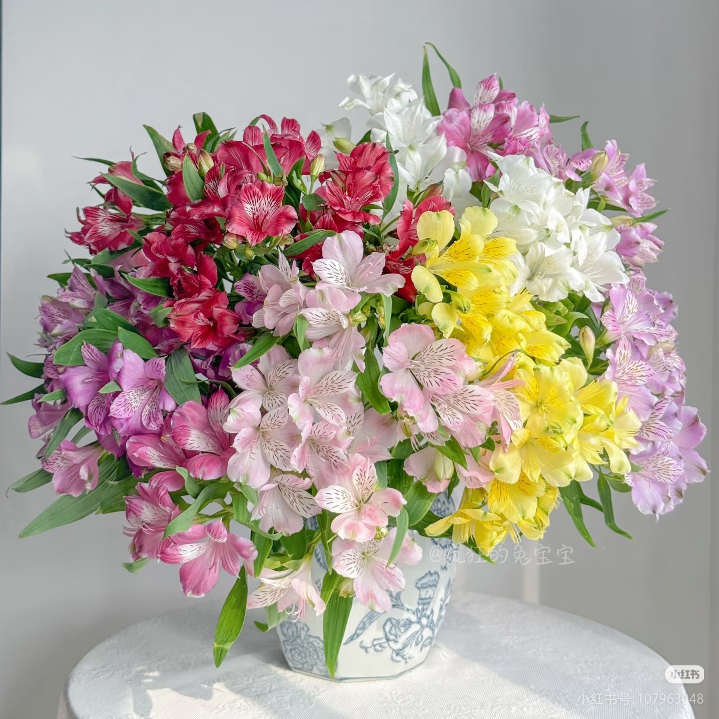 【英茂六出花】不包邮一个运费任意拍  云南鲜花直发