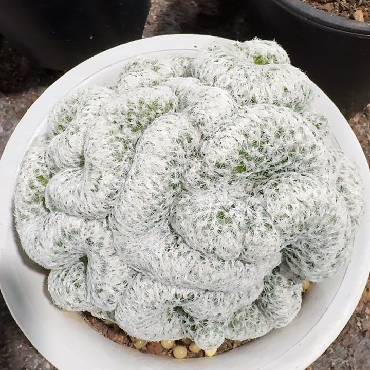 姬春星缀化自根仙人球