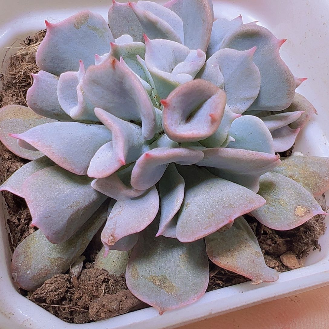 猪鼻子19包邮多肉植物