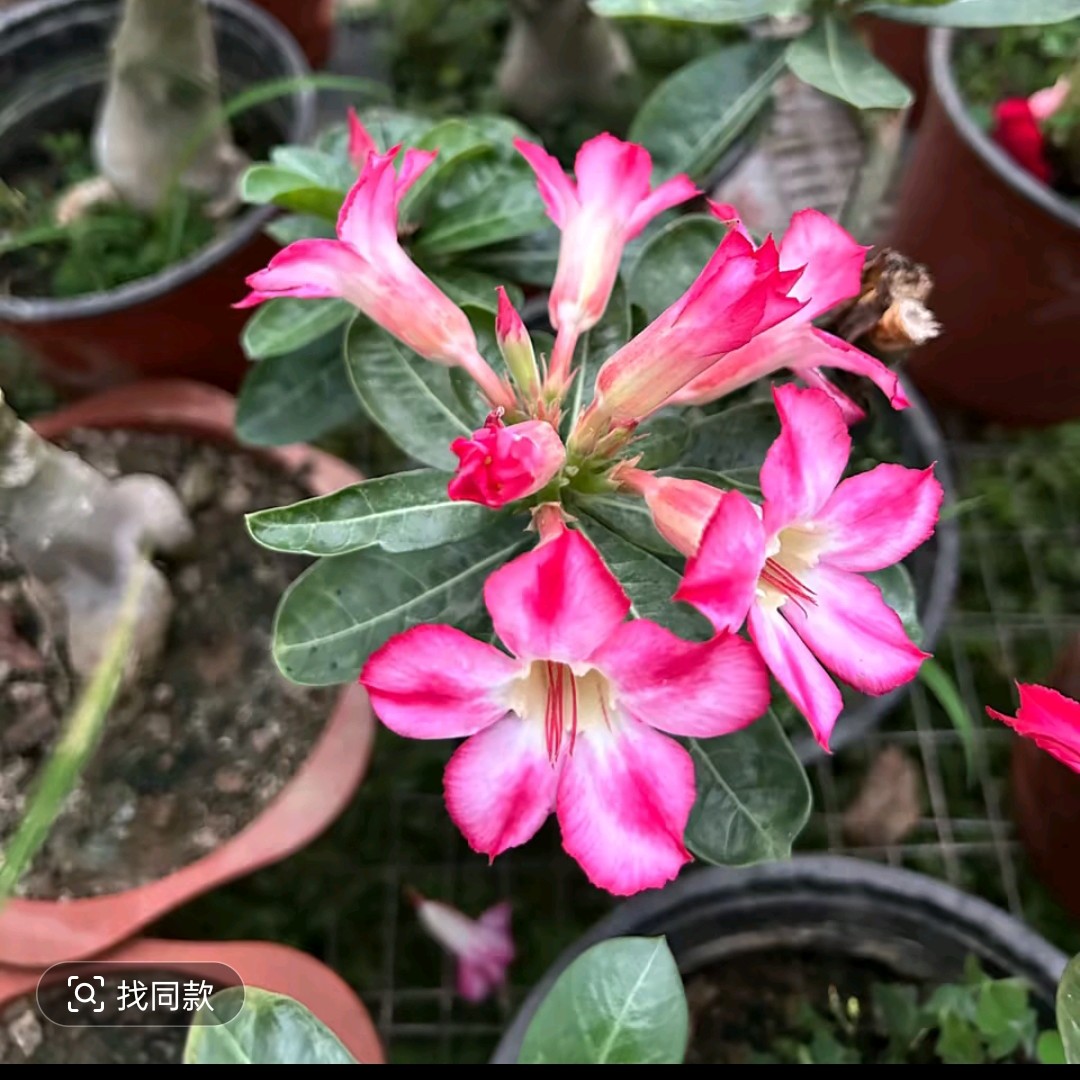 沙漠玫瑰6年老桩