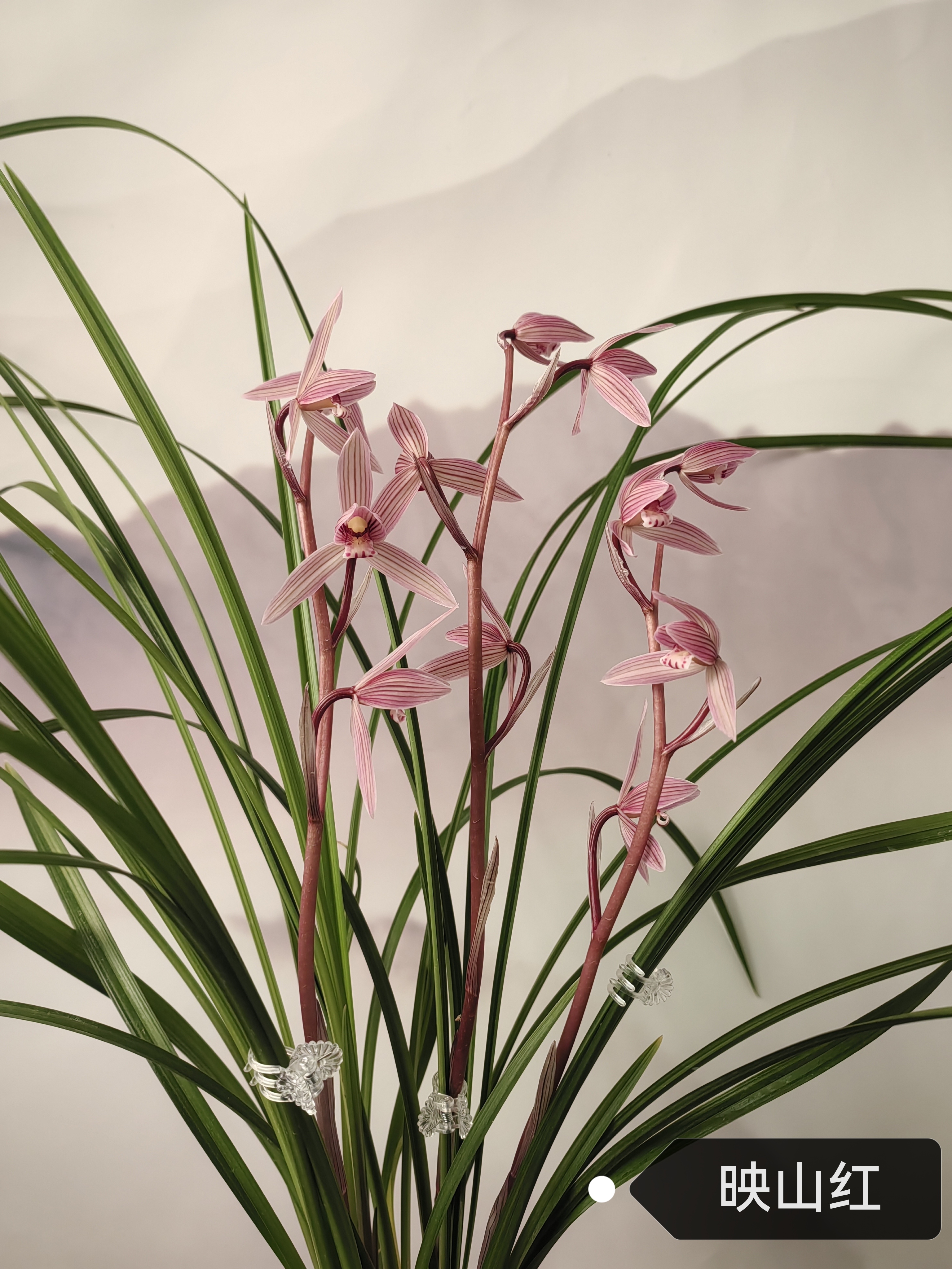 种植养殖兰花映山红