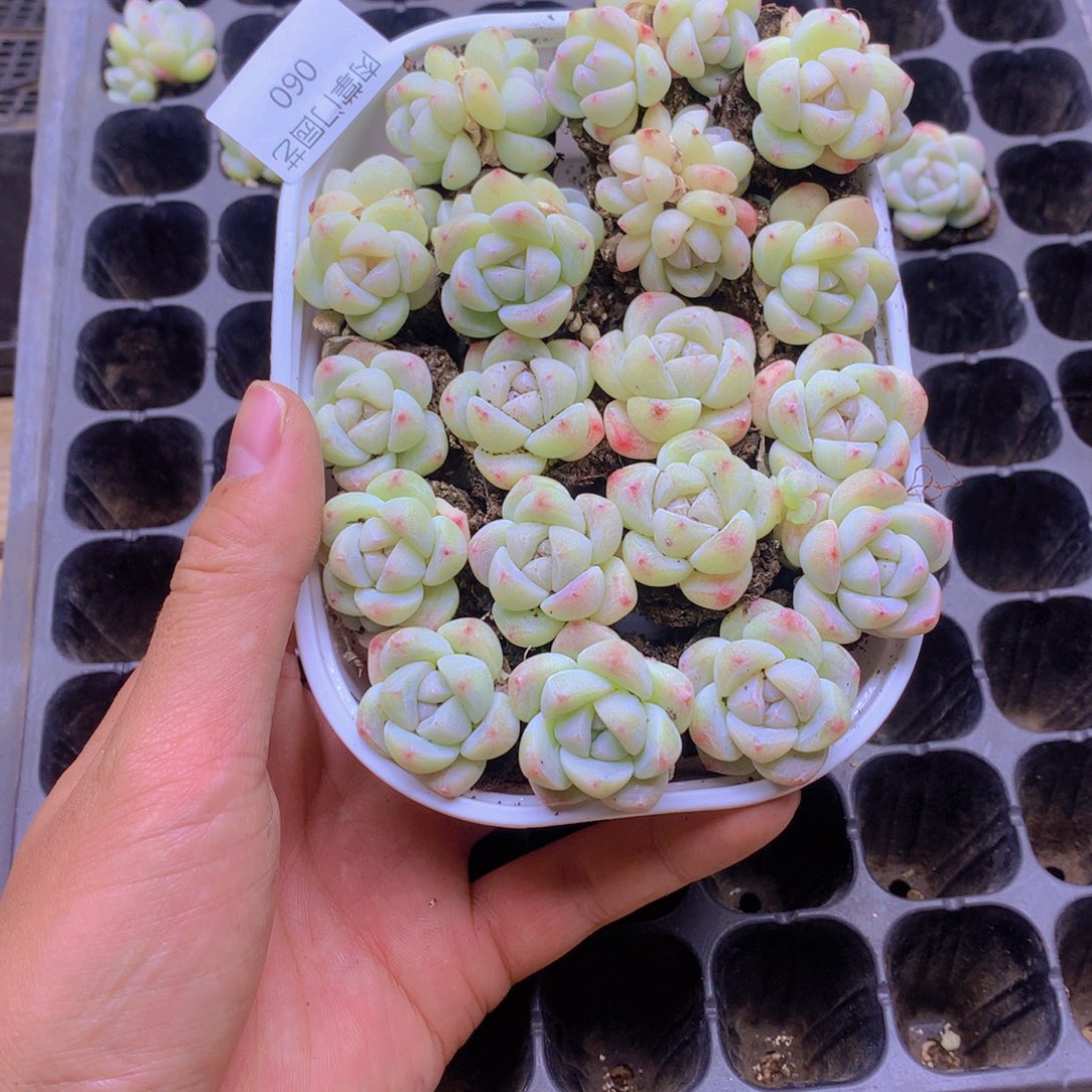 我要去看你了啊060