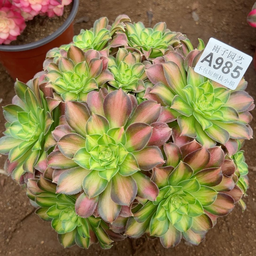 985昭华尺寸25左右