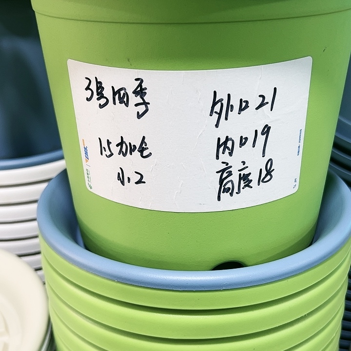 特价3号四季口21高18果绿色10个无托