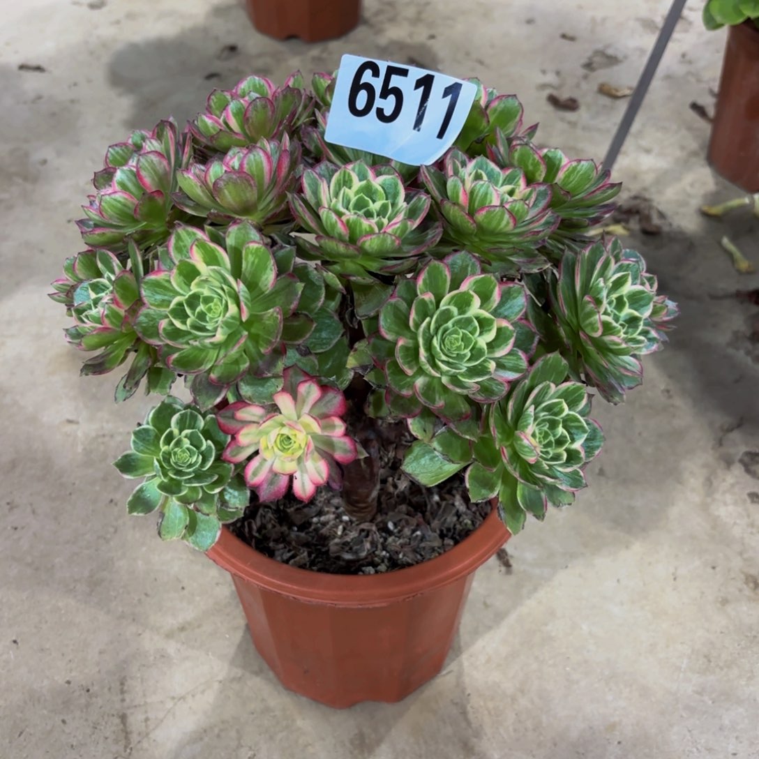 无花朵6511万花筒111111