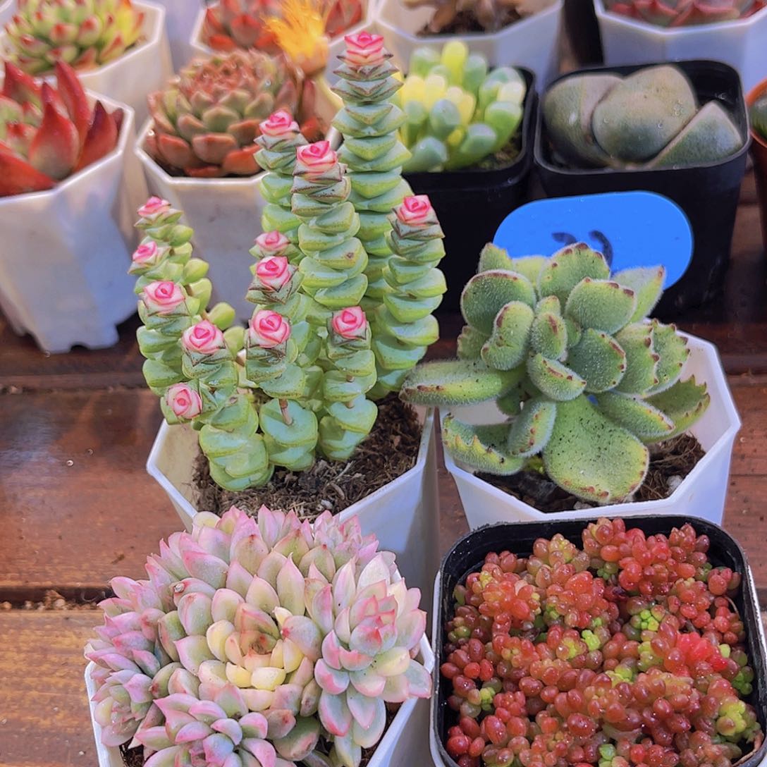 钱串锦➕女雏锦➕红浆果➕熊童子