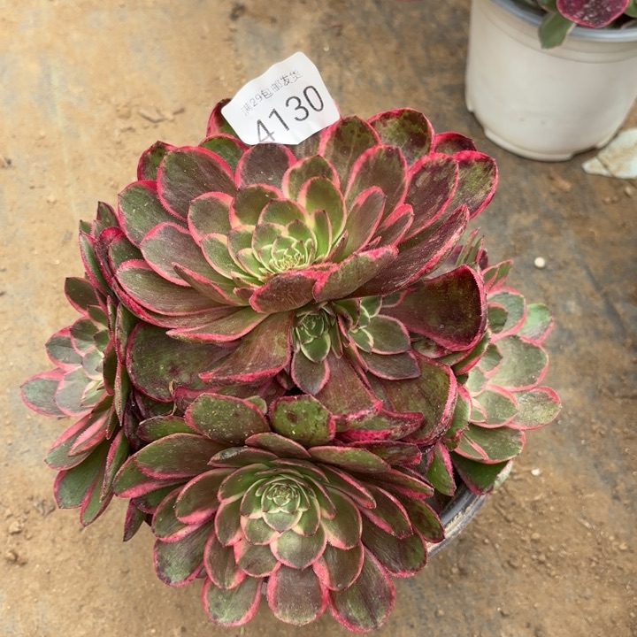 粉花妖多肉萌4130