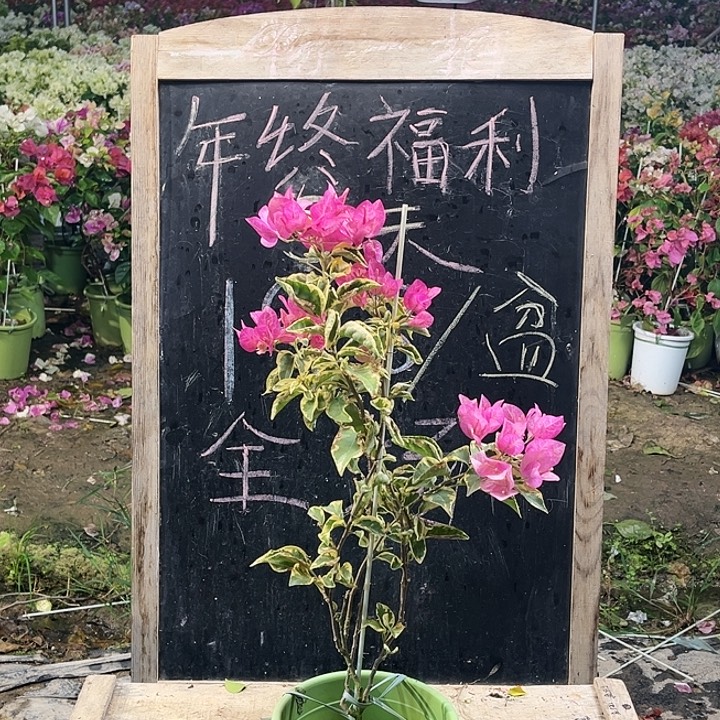 完全开放三角梅金边五宝