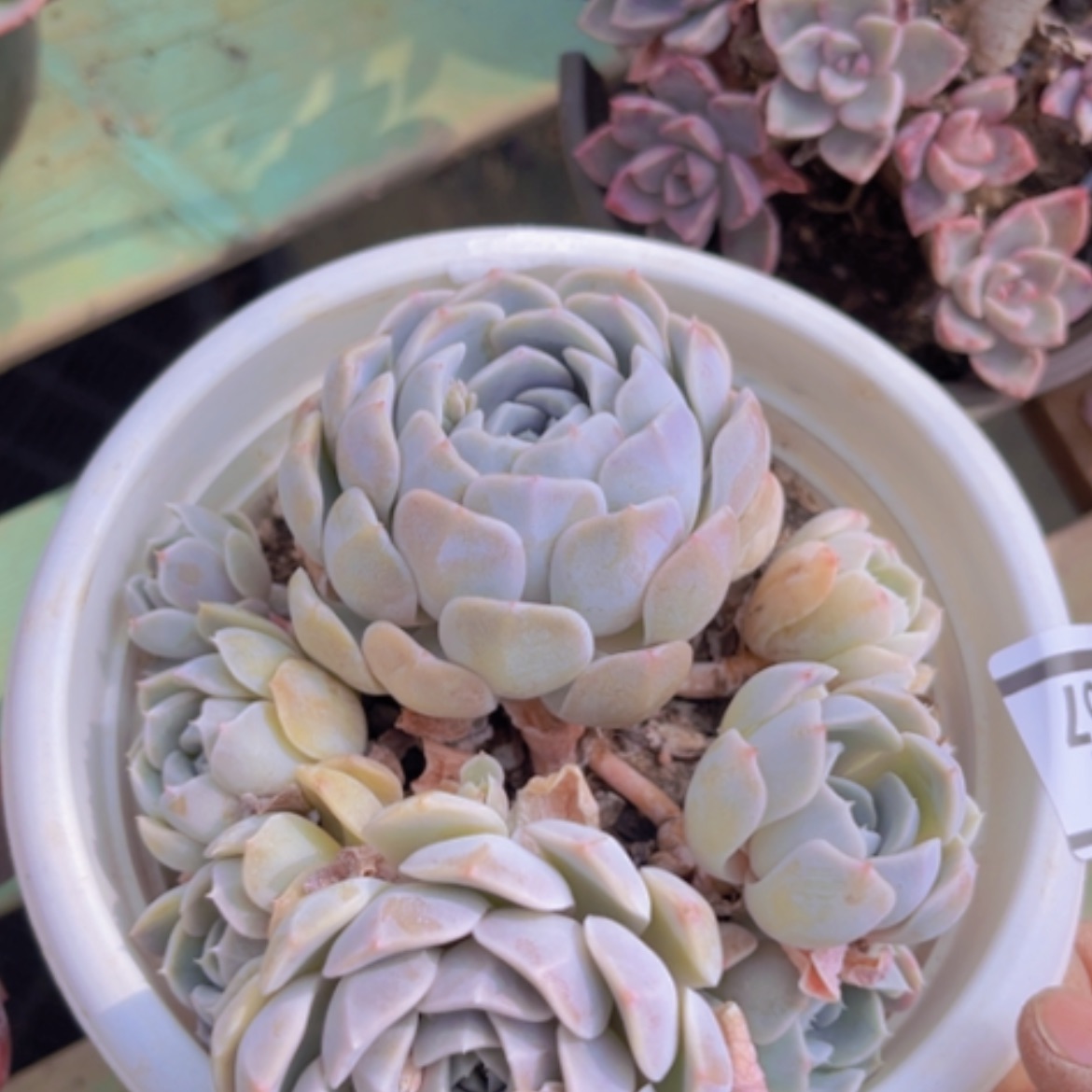 【闪购商品】汉堡08167