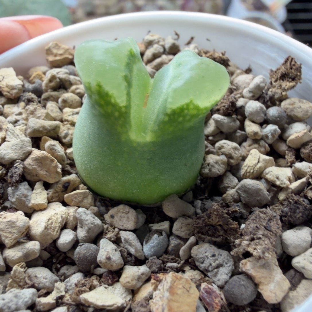 拾***玖一颗奶瓶？不知道风铃662号